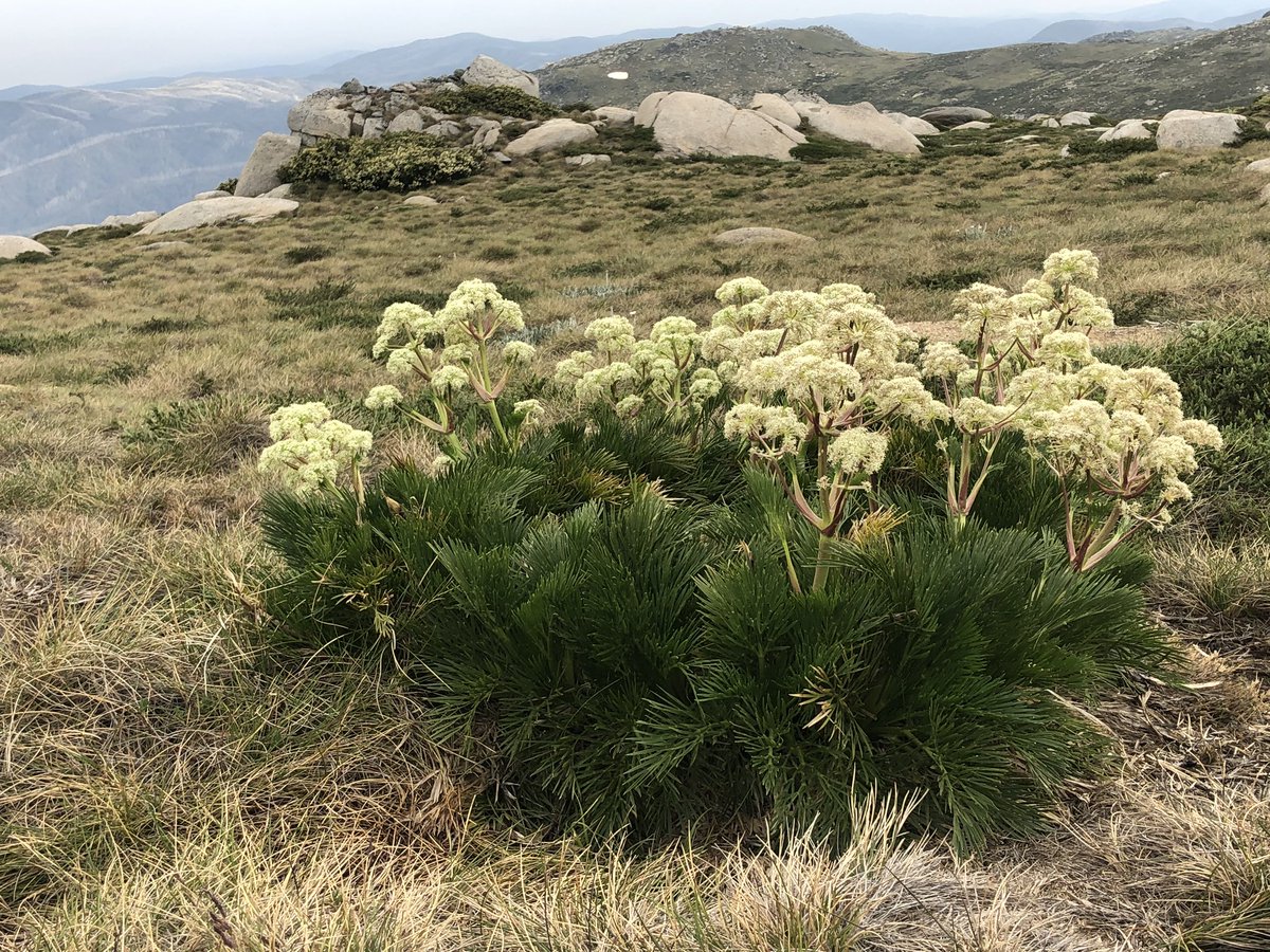 Let’s do some  #AAWT wildflowers.1. Silver snow daisies alongside the ubiquitous bacon & egg bush (not its real name)2&3. Alpine celery (its real name!)4. Some yellowy white bush, no idea sorry