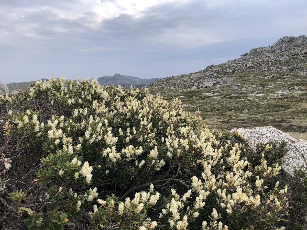 Let’s do some  #AAWT wildflowers.1. Silver snow daisies alongside the ubiquitous bacon & egg bush (not its real name)2&3. Alpine celery (its real name!)4. Some yellowy white bush, no idea sorry