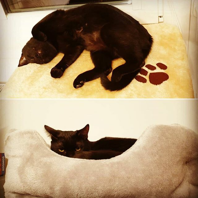 cat_shuri's tweet photo. This winter nights make us very lazy
.
.
.
#shurithecat #jamesthecat #shuriandjames #cats_of_world #blackcat #chatnoir #schwarzekatze #black_cat_crew #gattonero #mustakissa  #gatonegro #blackcatig #黒ネコ #blackcatsmatter #greeneyes #minipanther #blackcatsofinstagram #blackcats… https://t.co/IXjwIKQ0ie