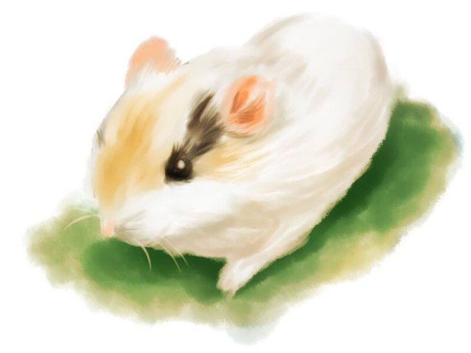 モルモットイラストのtwitterイラスト検索結果 モルモットイラストのtwitterイラスト検索結果