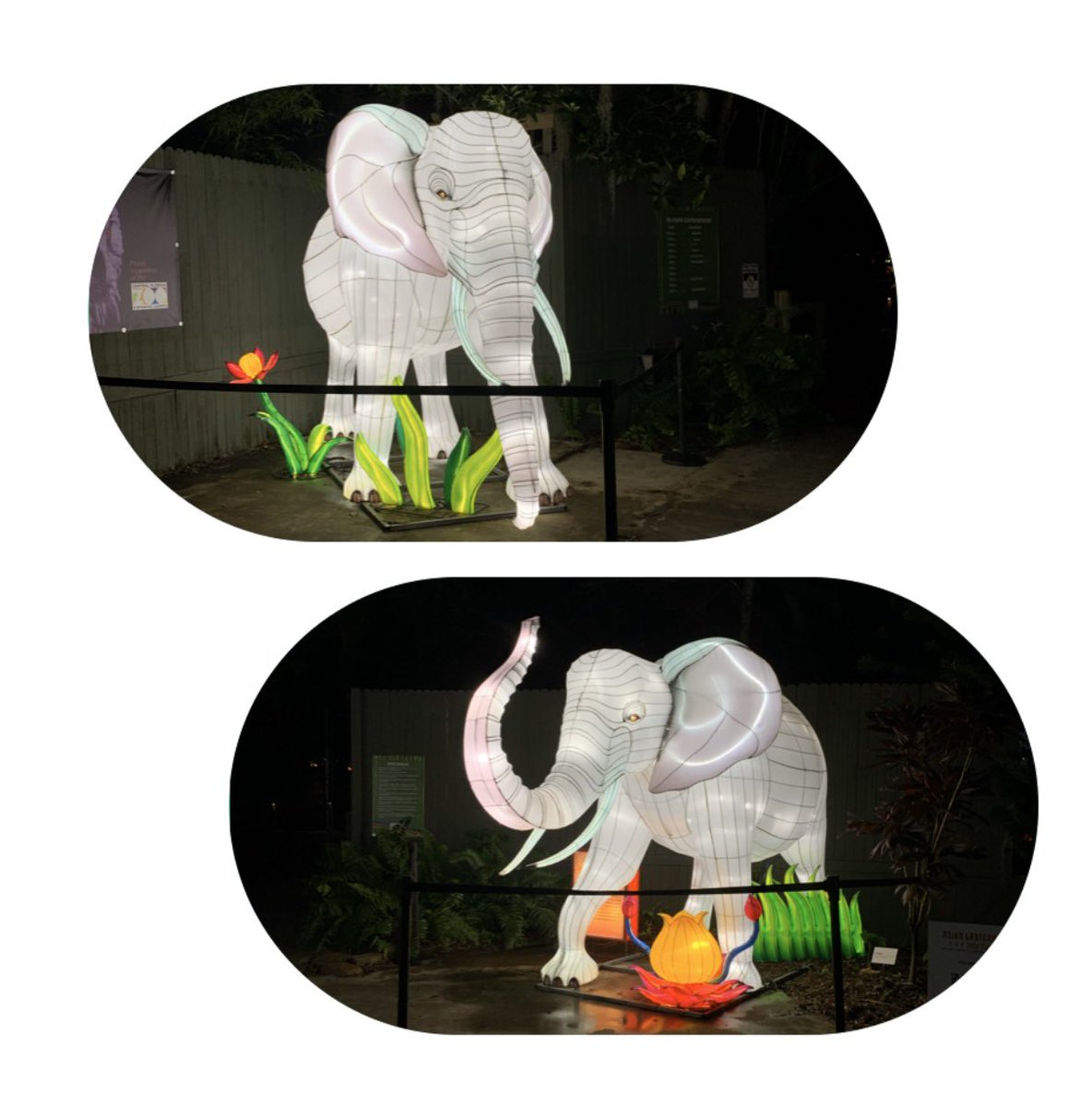 twitte62720161's tweet photo. Asian Lantern Festival - The Zoo of Lantern from China https://t.co/hCMdPRwSnG