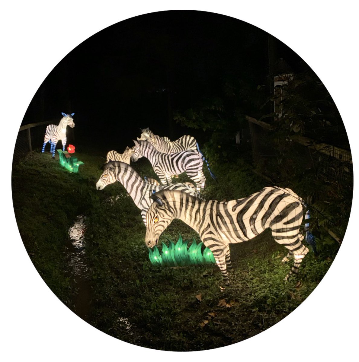 twitte62720161's tweet photo. Asian Lantern Festival - The Zoo of Lantern from China https://t.co/hCMdPRwSnG
