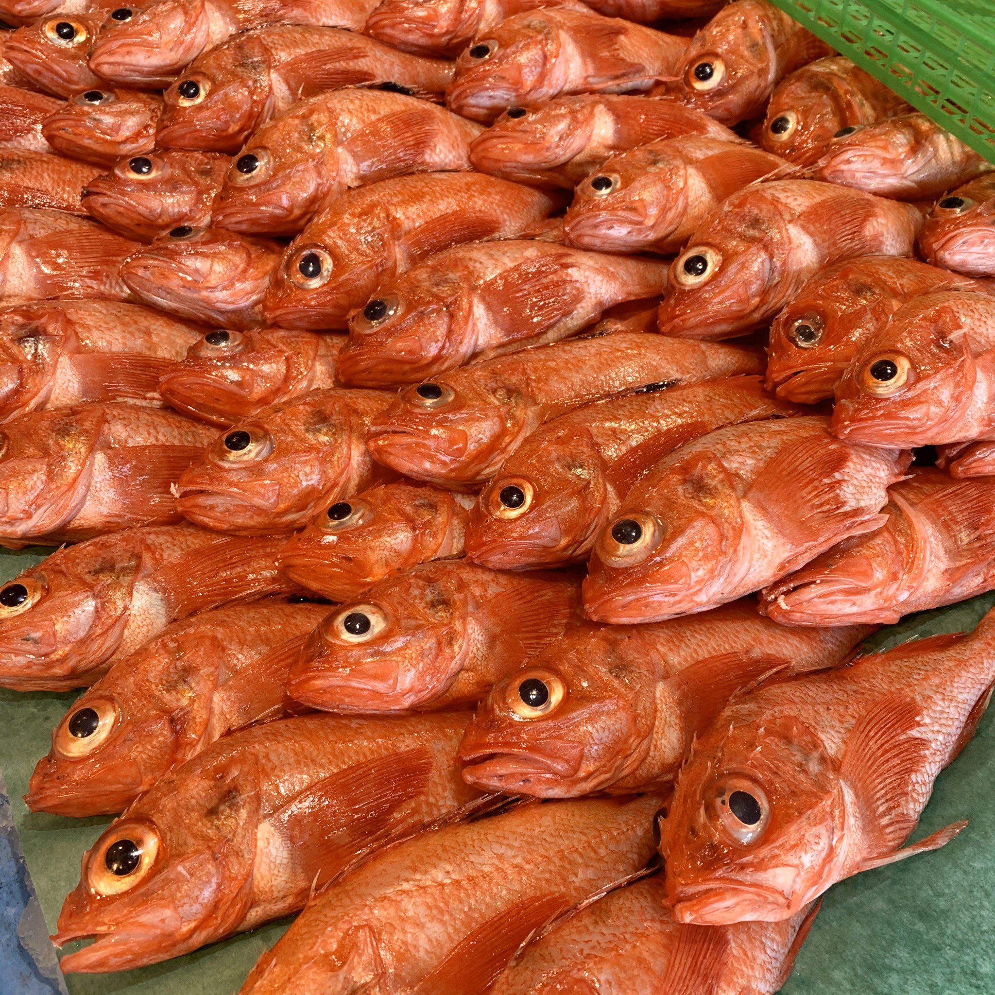 大川魚店 福島県いわき市 12 29 本日も年末の大売り出しです 北海道産の赤次 キンキ 青森産真鱈 特大スルメイカ 子持ちなめたなどなど冬の味覚が満載です 本日も大川魚店をよろしくお願いいたします 大川魚店 大川魚店泉店 いわき市 いわき