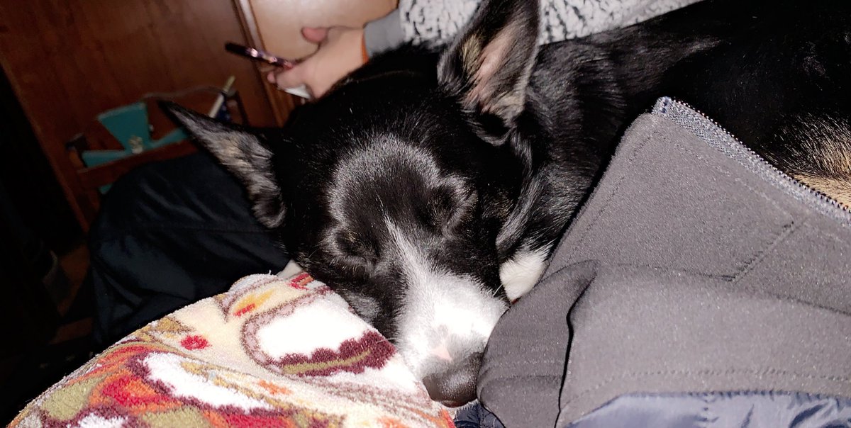 HansenTasha's tweet photo. happy birthday to the shithead that changed my family’s life ❤️ we love you reno, hope you had the bestest day ever pal 🤩 https://t.co/fIVE7MOl6l