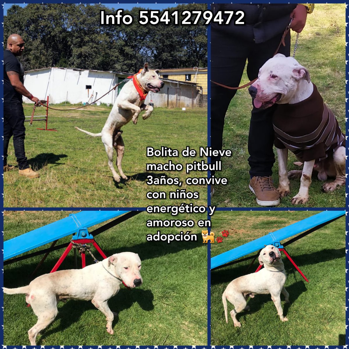 Apoyo_Croqueton's tweet photo. #EnAdopciónResponsable  #BolitadeNieve 
No zonas con alto indice de abandono y/o maltrato
Solo mayores de edad
No es para azoteas ni patios ni cuidar terrenos Debe vivir como un miembro de la familia
Info 5541279472 @anamvc1 @akyoshi09 @cynValderrabano @AdrianRubalcava @pildorin https://t.co/UsGBoXU15l