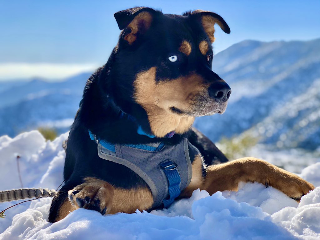 JayProano's tweet photo. Took my pup up to the #snow for the day. #rottsky https://t.co/Ccp3tU2VH6