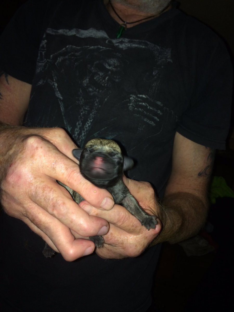 andreapoling88's tweet image. 3 Beautiful Xmas Pugs 😍😍😍♥️♥️♥️