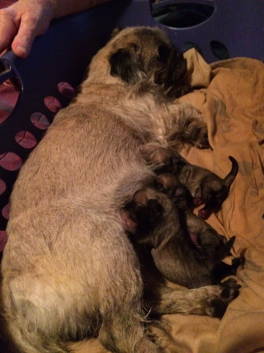 andreapoling88's tweet image. 3 Beautiful Xmas Pugs 😍😍😍♥️♥️♥️