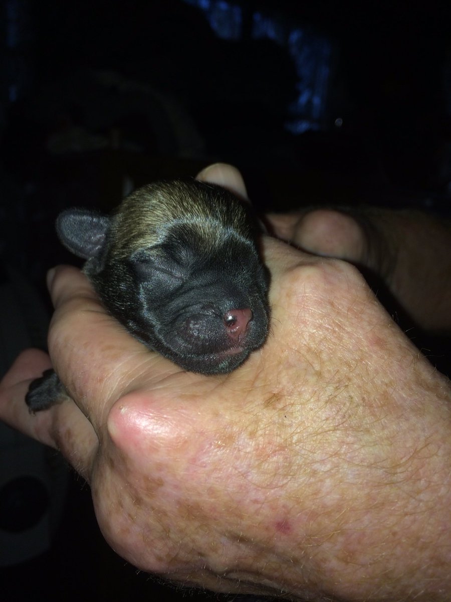 andreapoling88's tweet image. 3 Beautiful Xmas Pugs 😍😍😍♥️♥️♥️