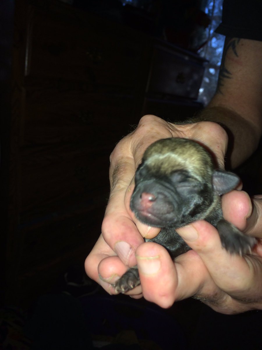 andreapoling88's tweet image. 3 Beautiful Xmas Pugs 😍😍😍♥️♥️♥️