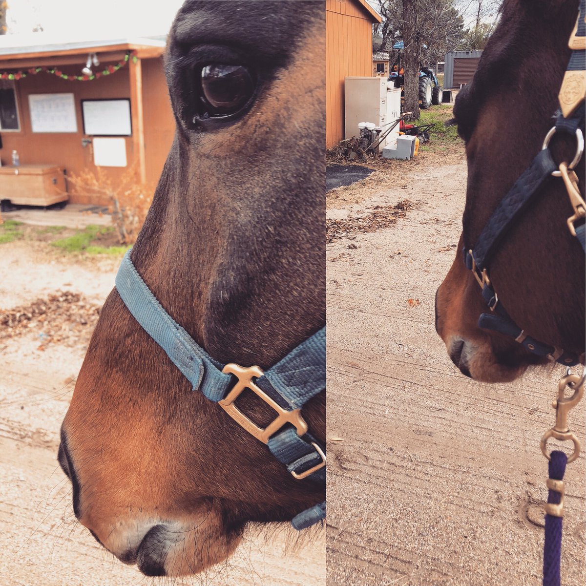 RanchoDoggo's tweet photo. My Magnum is a very large horse. He is also a delicate flower. Wind was crazy today &amp; blew a small pile of leaves around, causing my gentle giant considerable agita. 🙄😳 #bigbayhorse #gentlegiant #halfdraft #thoroughbredcross #percheron #hunterjumper #equestrianlife #horselover https://t.co/Y8TQ9xUwTN