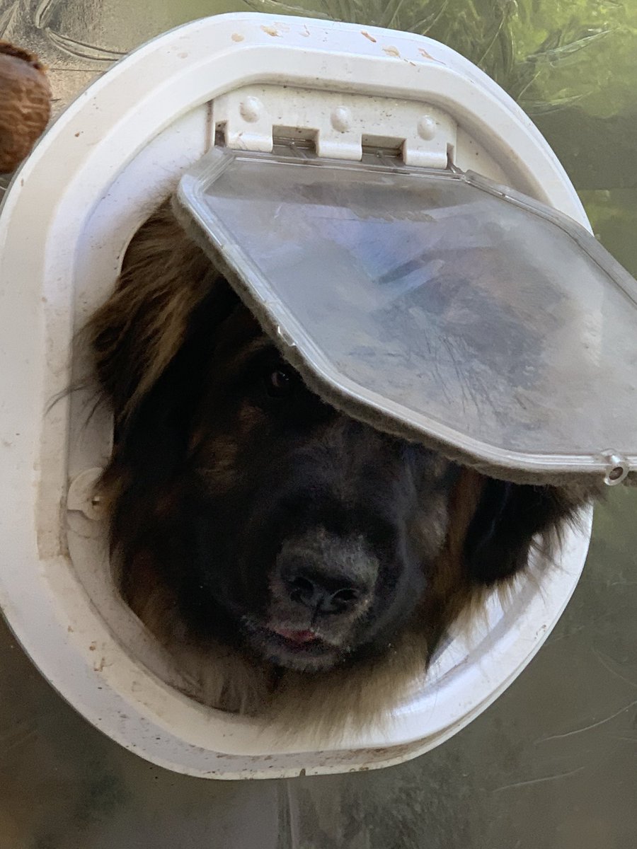 Gunzblazin2's tweet photo. @bebyyoda @FlyAirNZ Aurelion Sol the Leonberger, aka Aura aka Woowoo https://t.co/5RodJPmwVl