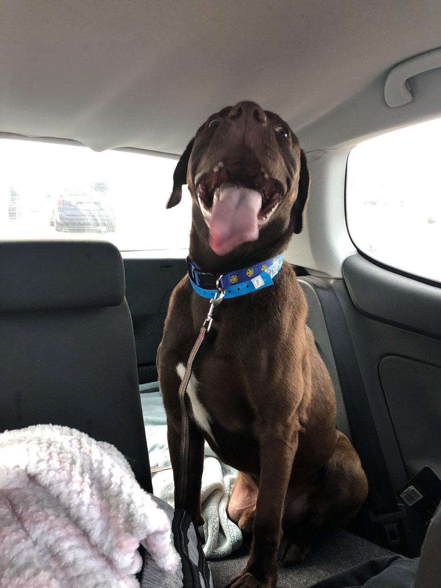 callme_laurs's tweet photo. Rusty found his furever home with us🐾💙 #tripawdsrule https://t.co/oruHSDXiXr