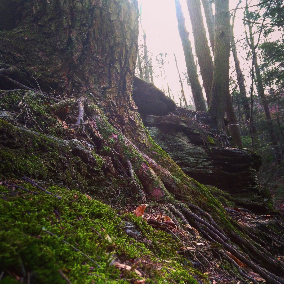 I took a nice little forest adventure today, a bit cold and icy in some places but I enjoy the hike and the scenery. 🌲🌳🌲🍁🐿️⛰️