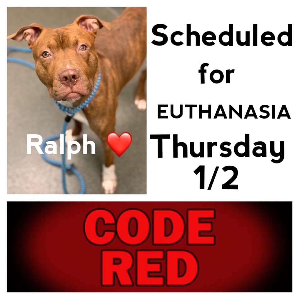 EMluvsPibbles's tweet photo. ⚠️🆘CRITICALLY URGENT🆘⚠️

🥺RALPH (fearful one-year-old pup)🥺
#TwiceReturned
Not a happy New Year for Ralph🥴 
👉Scheduled for #euthanasia for kennel reactivity &amp; other behavior caused by fear😱
👉#PLEDGE #ADOPT #RESCUE #FOSTER #NoKill💉🚫 
https://t.co/WXM2rMxcpe
Columbus, OH https://t.co/gKK8zhvyxH