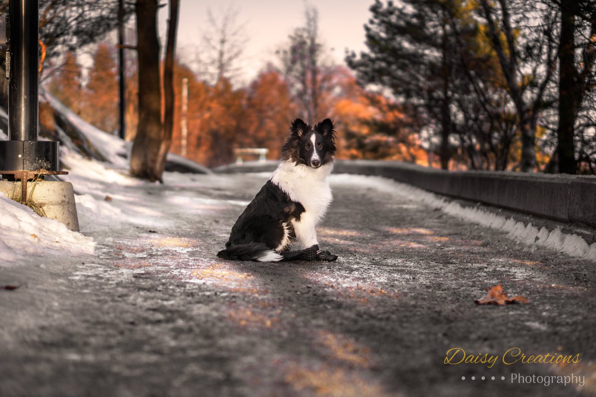 daisycreations3's tweet photo. New #computer, new #software, new #edits! #daisycreations #photography #photographer #fergus #sheltie #shetlandsheepdog #petportait https://t.co/rMfrEucd5w