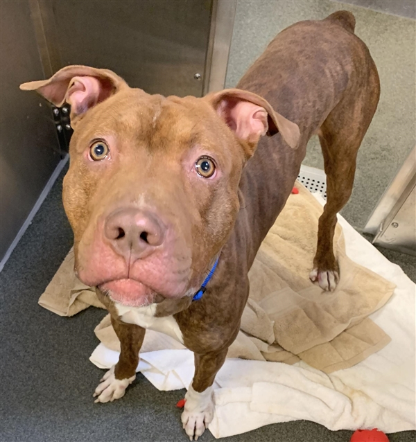 EMluvsPibbles's tweet photo. ⚠️🆘CRITICALLY URGENT🆘⚠️

🥺RALPH (fearful one-year-old pup)🥺
#TwiceReturned
Not a happy New Year for Ralph🥴 
👉Scheduled for #euthanasia for kennel reactivity &amp; other behavior caused by fear😱
👉#PLEDGE #ADOPT #RESCUE #FOSTER #NoKill💉🚫 
https://t.co/WXM2rMxcpe
Columbus, OH https://t.co/gKK8zhvyxH