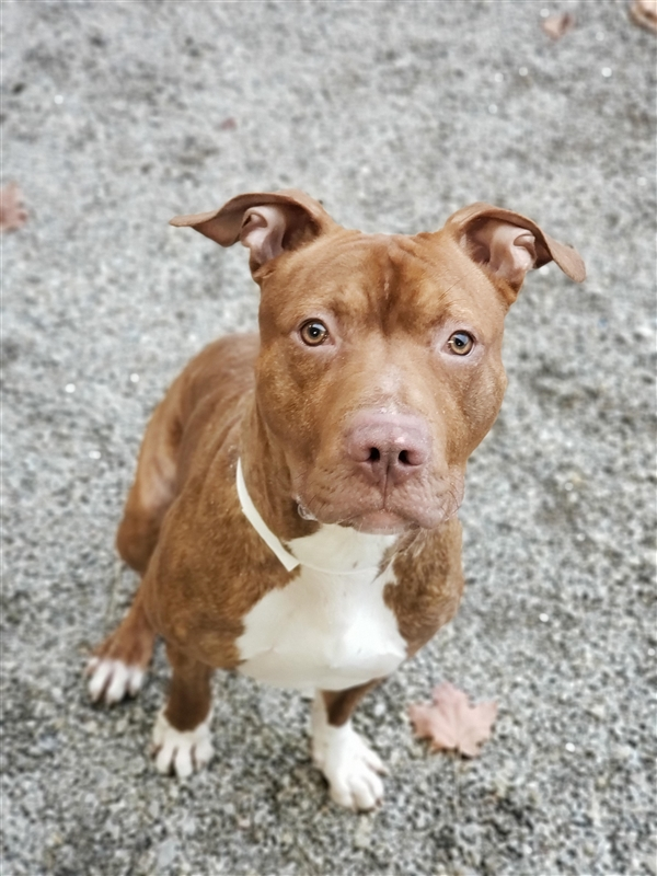 EMluvsPibbles's tweet photo. ⚠️🆘CRITICALLY URGENT🆘⚠️

🥺RALPH (fearful one-year-old pup)🥺
#TwiceReturned
Not a happy New Year for Ralph🥴 
👉Scheduled for #euthanasia for kennel reactivity &amp; other behavior caused by fear😱
👉#PLEDGE #ADOPT #RESCUE #FOSTER #NoKill💉🚫 
https://t.co/WXM2rMxcpe
Columbus, OH https://t.co/gKK8zhvyxH