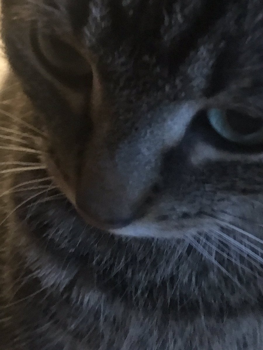 pjtourkid's tweet image. This is #Nucky , the cat, listening to #ExplainItToMe by @PhizLair 

He was mesmerized by the guitar sounds and he stayed for the angelic vocals.