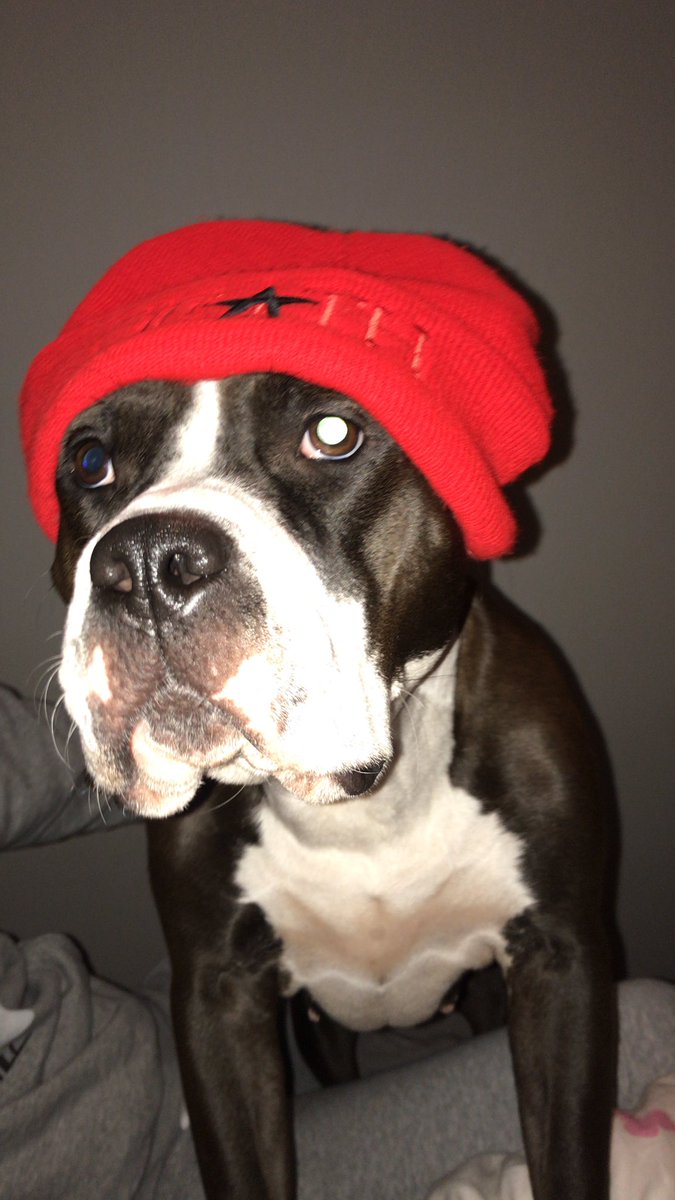 ar4tw's tweet photo. A51 doggo bonnie #smackone #a51 https://t.co/t8cC2D7wZ6