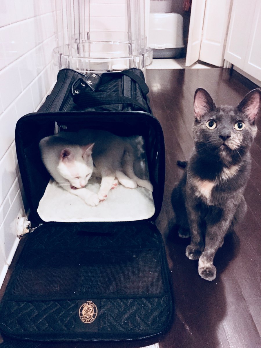 smallhappies1's tweet photo. Frustrated by the primary system, Coco (@NYforWarren)
has decided to send Pinky to Iowa to knock doors with @IAforWarren. You can join him and canvass in an early primary state by joining
https://t.co/MkizvU6WqT!
#CatsForWarren
#NYforWarren
#CocoHasAPlan
#PinkyKnocksDoors https://t.co/uMUVzuogma