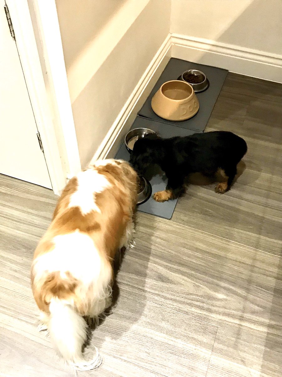 HeidiCavalier's tweet photo. This sums up how we’re getting on. Basically, he’s the BEST little brofur ever! #DogsSharingDinner #LoveYourBrofur https://t.co/bhtr06SoIh