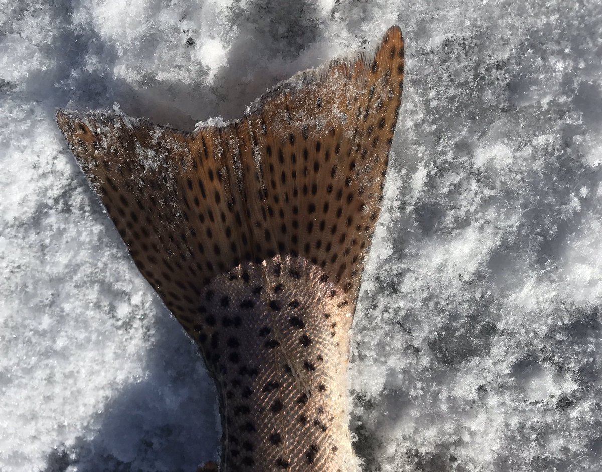 MtnWestIceFish's tweet photo. First Strawberry trip of the year was great.
#underarmour #yeti #sportsmanswarehouse #mtndew #icefishing
#uglystik #jawjacker #procurebaitscents #maniaclures #marcumshowdown #bft #jetsled #ratfinkee #clam #icefishingnation
#801
Ice Defense by Cold Nation Outdoors is sweet. https://t.co/JhGX4kC5eH