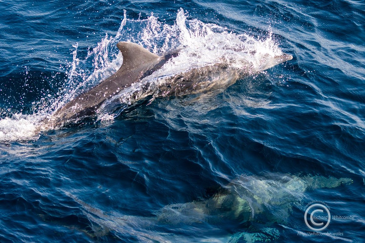 #Dolphins in #MerguiArchipelago #Myanmar 🇲🇲️

🛳️ aboard #DolphinQueen in Dec.2019 (MA1)
📸 by Richard Whitcombe

#dolphin #SimilanDivingSafaris #KhaoLak #Thailand #AndamanSea #BurmaDivingSafaris
#scuba #diving #dive #liveaboard #wildlife #marinelife #nature #wideangle