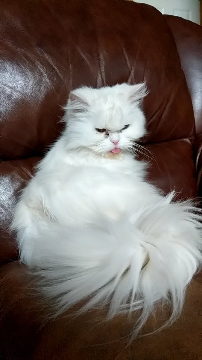 BernadeteKandel's tweet photo. #tongueblep #CatsOfTwitter #blep #dude https://t.co/IxCElFOOZR