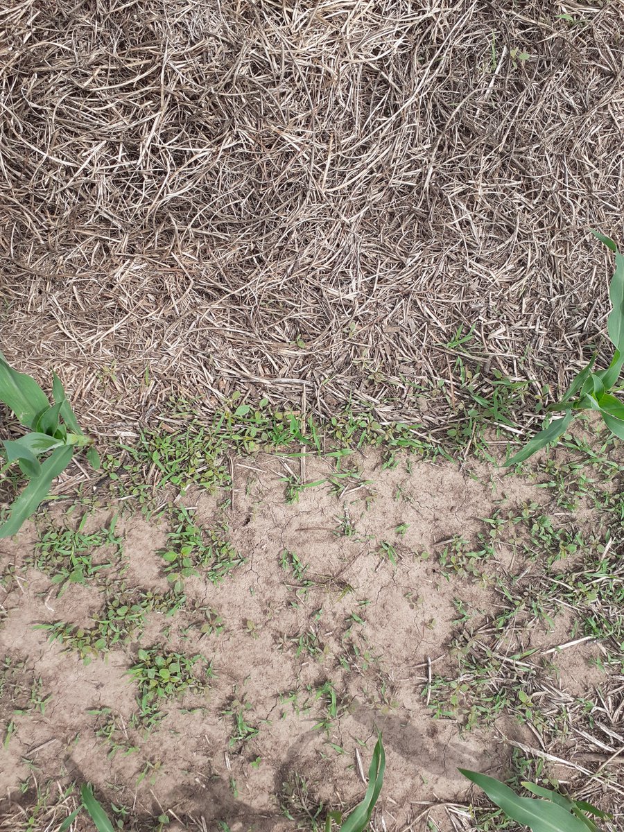 Terrible viento voló parte del rastrojo de la vicia... no hay mejor herbicida que la cobertura ...