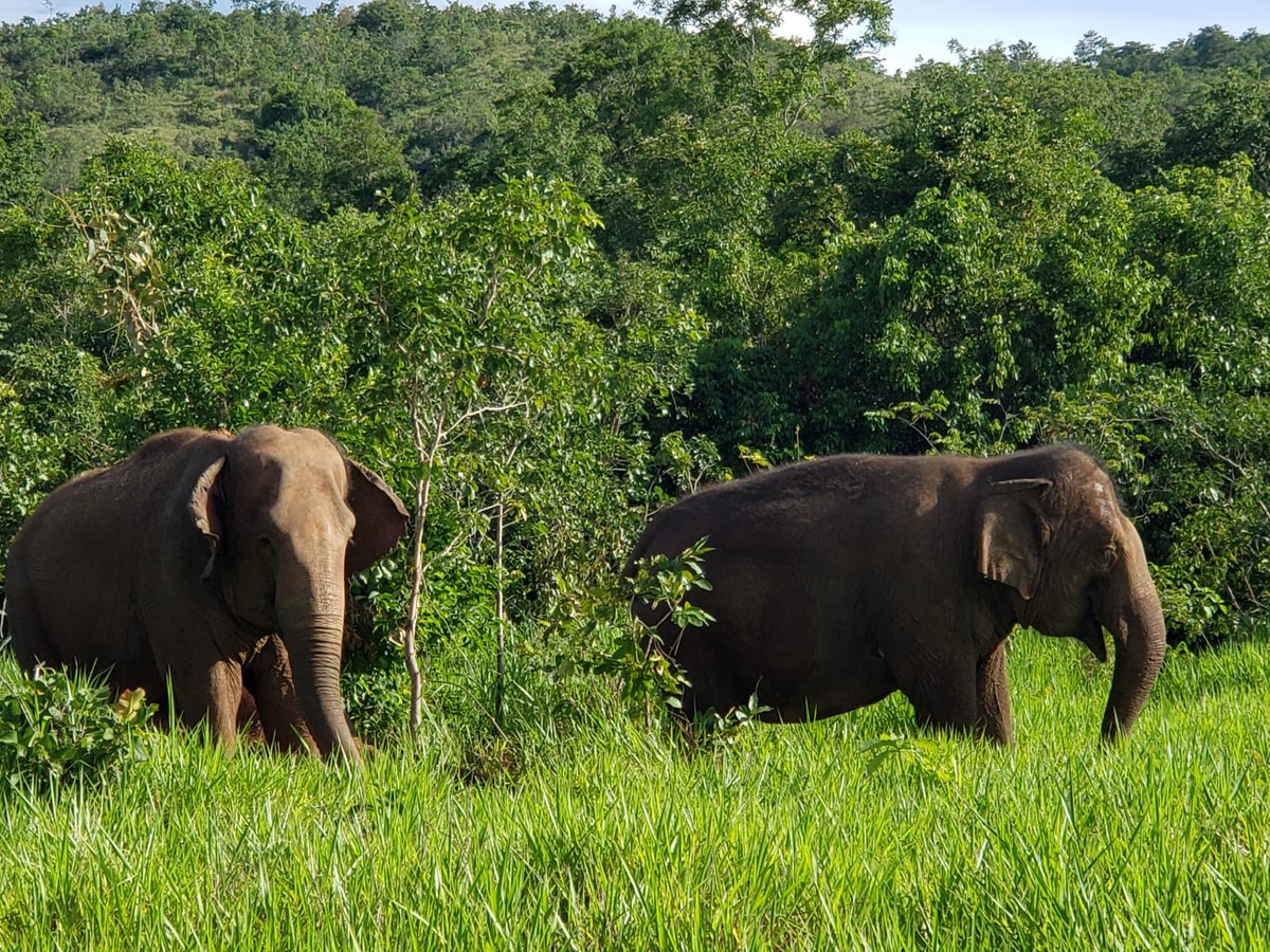Global Sanctuary for Elephants tweet media