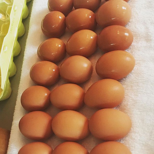 HerChickens's tweet photo. #herchickens #eggstagram #buttnuggets #farmfresheggs #fluffybutts #eggs https://t.co/fYd1JYUDmV https://t.co/uaoLLOIHQw