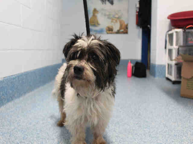 PetfindToronto's tweet photo. #DANFORTHAVE #DANFORTHRD Pls RT2unite #FOUND #DOG-12/26 #Toronto Animal Services A851917 #EAST 416-338-7539 Black #ShihTzu M/12Yr https://t.co/WTX8v0bRDP