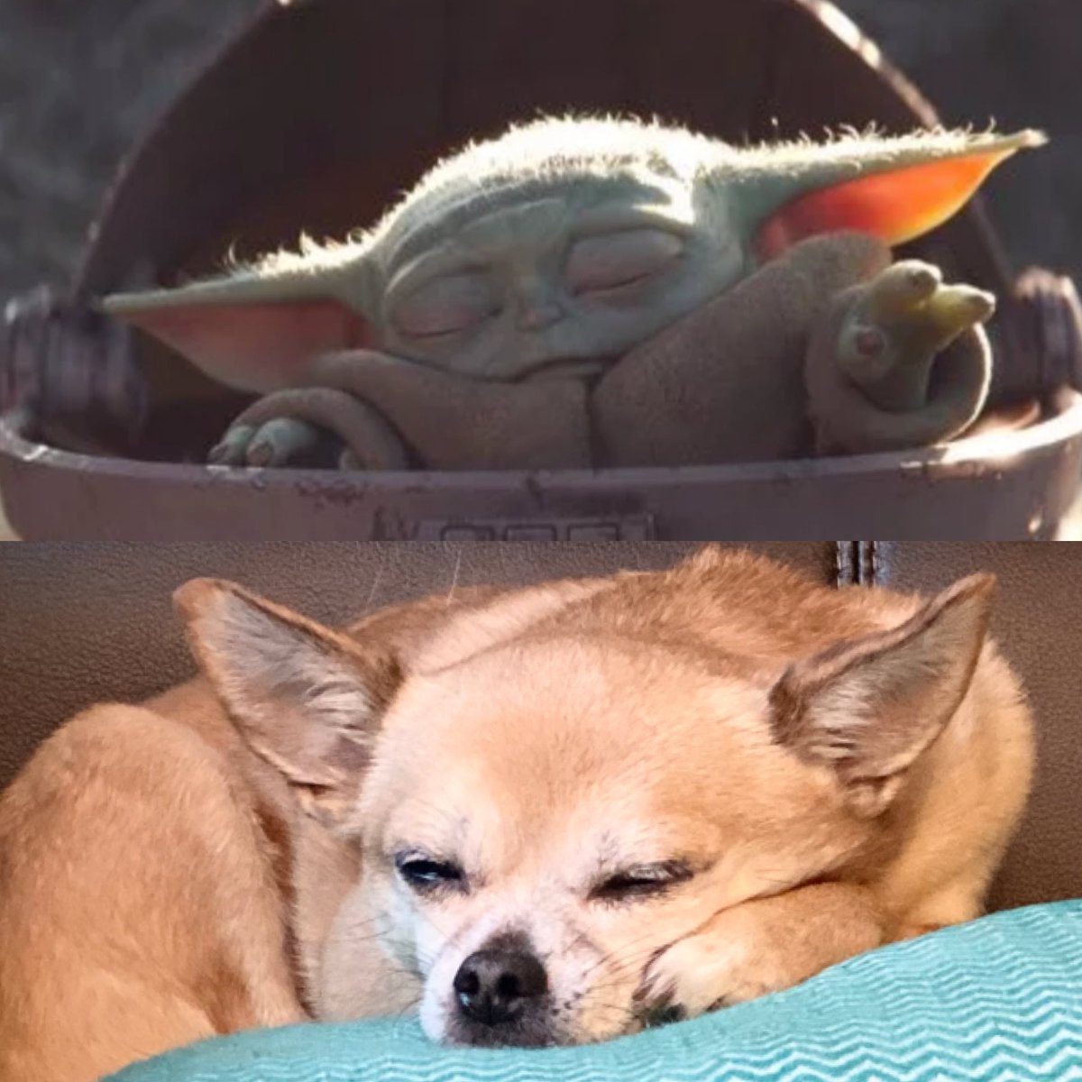 weigellaw's tweet photo. My dog does his best to channel his inner Baby Yoda #BabyYoda #TheMandalorian #obsessed #lildoglife https://t.co/T7rQVBLQz1