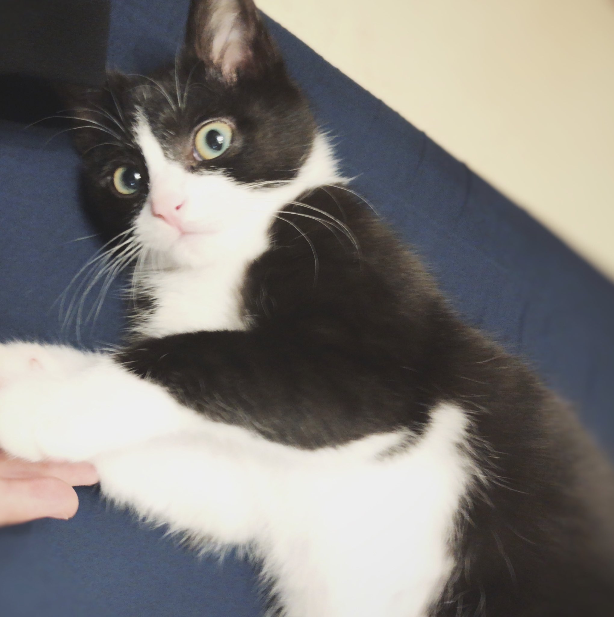 しゃーさんめいさん Al Twitter かわいい 猫 ハチワレ ボブテイル 猫のいる幸せ T Co Msmty0py0j Twitter