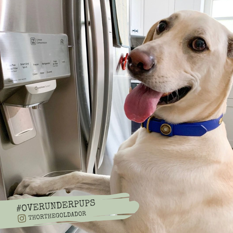 Over_Under_Co's tweet photo. Is this a way to let us know you're hungry? #OverUnderPups 😂 https://t.co/YvzGViFDoh