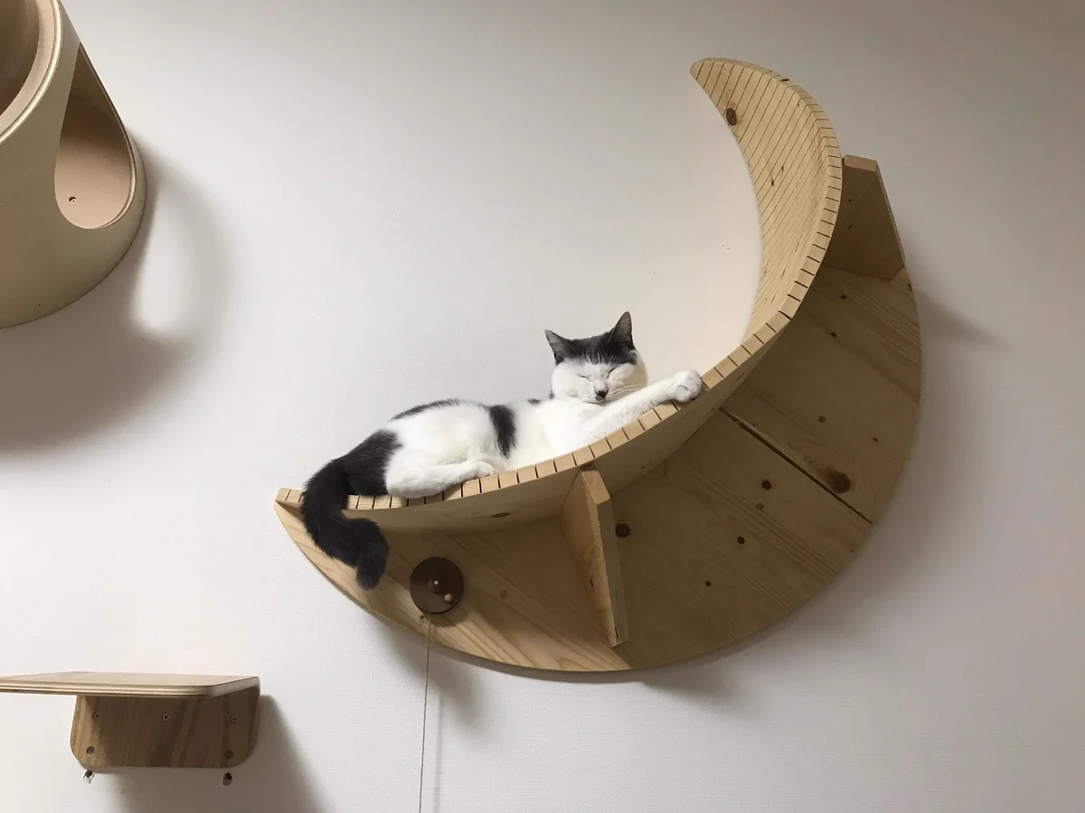 猫の手も借りたい年末ですが、大掃除は手伝ってもらえませんねwww