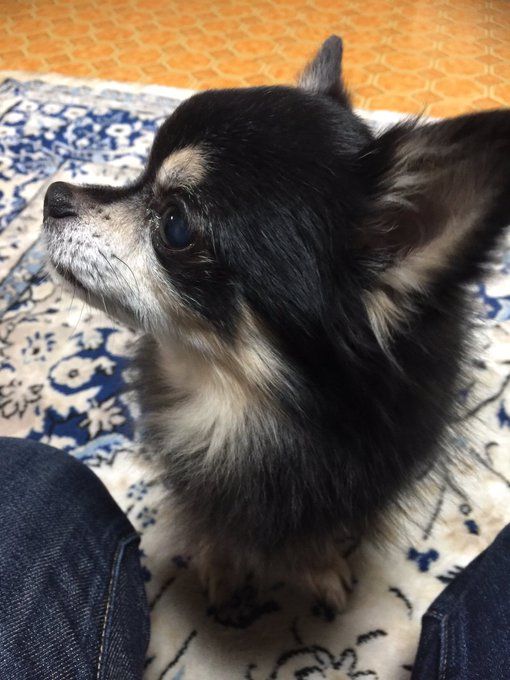 お前ともしばしのお別れじゃ…爺ちゃん婆ちゃんの手足、噛むんじゃないぞい。