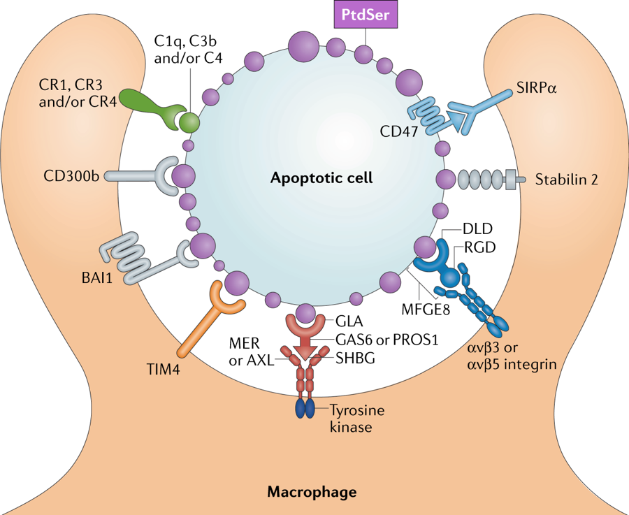 mmw_lmw's tweet photo. How #Macrophages deal with death | Receptors and ligands mediating apoptosis | Greg Lemke @salkinstitute @NatRevImmunol https://t.co/rWphEt7oy8 | #April_ReCap https://t.co/sFtwSU0jaz
