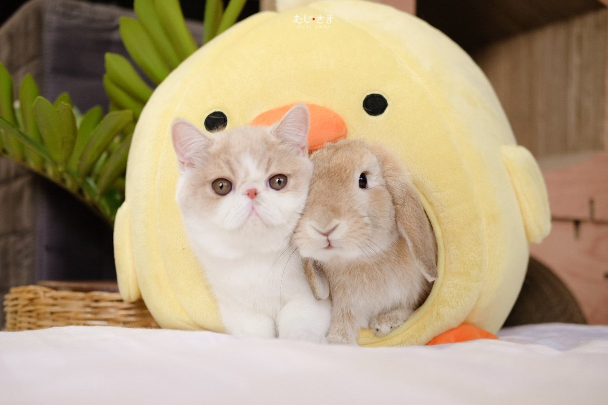 툥냥이♡ tweet media