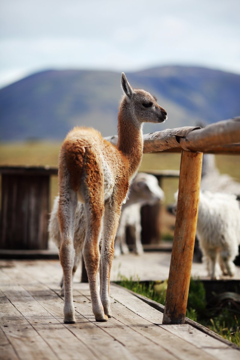 le guanaco de Patagonie
.
.
#guanaco #patagonie #camelides #argentine #chili #faune