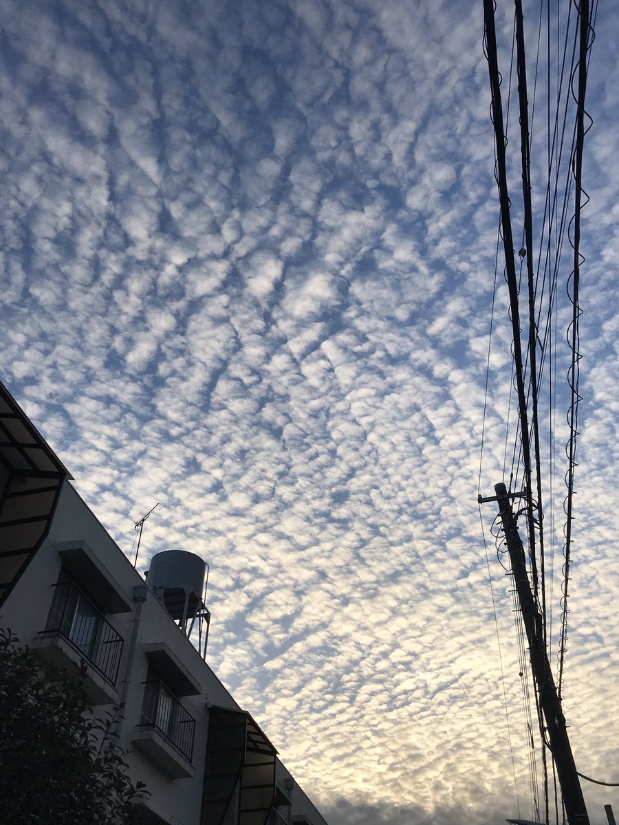 思わず見惚れるうろこ雲。 