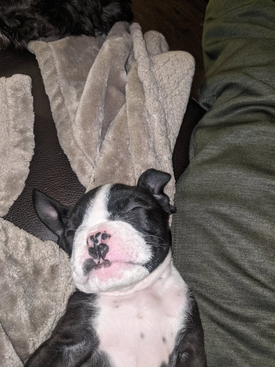 TeddyPanda7's tweet photo. Sleeping with Pop pop!!! https://t.co/d40XANbIV3