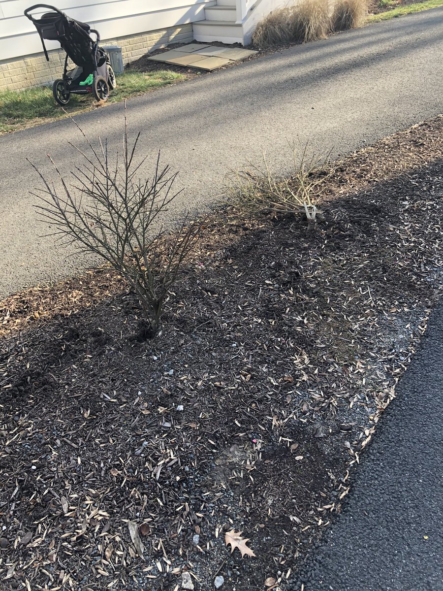 So much for “quality assurance”, <a href="/dominos/">Domino's Pizza</a>!You ran over this bush, said you’d call to fix.I spoke w/mgmt, said they’d fix.That was on 12/19...#dominosfail