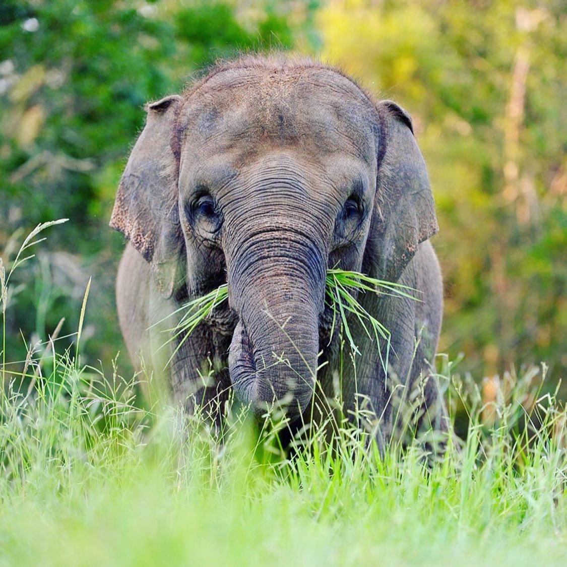 RobertIrwin's tweet photo. Exciting news - @AustraliaZoo welcomes 4 critically endangered Sumatran elephants! The first step in a breeding program ensuring the survival of this species. 100s of acres of bush to roam &amp; graze - This was one of Dad’s big dreams for the zoo &amp; crucial for elephant conservation! https://t.co/jJiZWH79jO