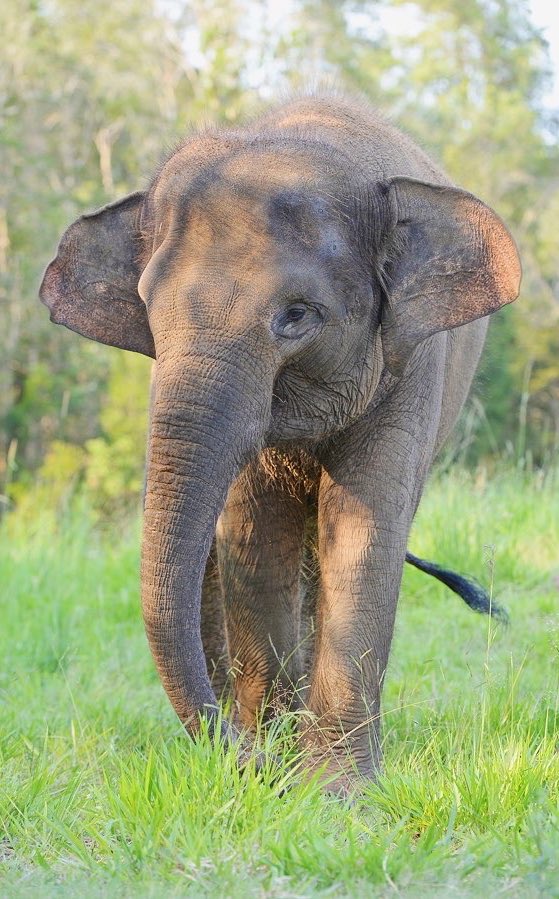 RobertIrwin's tweet photo. Exciting news - @AustraliaZoo welcomes 4 critically endangered Sumatran elephants! The first step in a breeding program ensuring the survival of this species. 100s of acres of bush to roam &amp; graze - This was one of Dad’s big dreams for the zoo &amp; crucial for elephant conservation! https://t.co/jJiZWH79jO