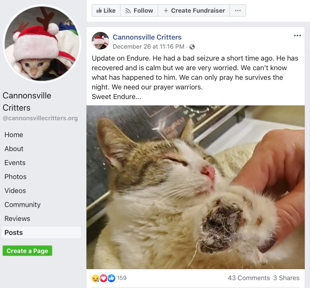 DeclawVetsRevil's tweet photo. #AVMAmeets #CatVets #AVMAvets #AAHAHealthyPet #vettech #AAHA2020 #AAHAday #njvma #marspetcare #banfield #cat2vetday #VCApetHealth #avma2020 #vcapets #catvets #felinevet #aafp #veterinaryconference #aafp2020 #felinespecialist #catfriendlypractice #studentavma #fearfreepets https://t.co/L8zG59cYoK
