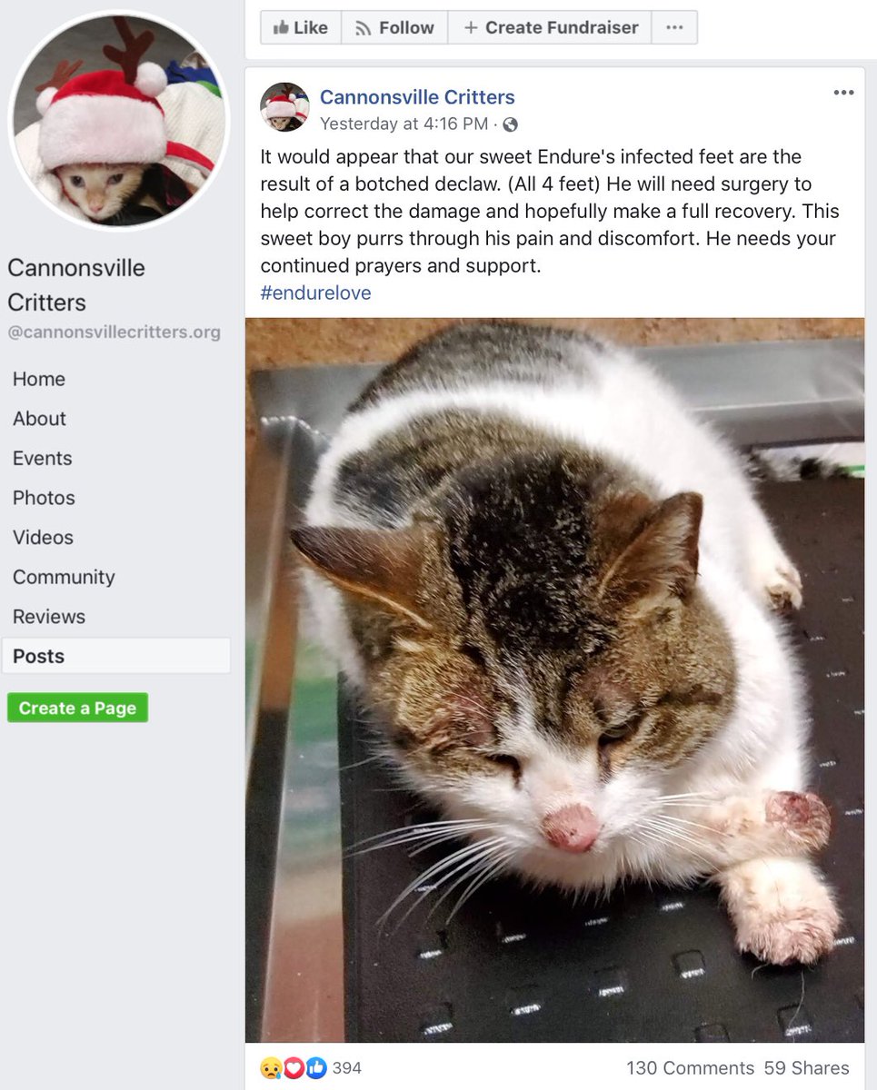DeclawVetsRevil's tweet photo. #AVMAmeets #CatVets #AVMAvets #AAHAHealthyPet #vettech #AAHA2020 #AAHAday #njvma #marspetcare #banfield #cat2vetday #VCApetHealth #avma2020 #vcapets #catvets #felinevet #aafp #veterinaryconference #aafp2020 #felinespecialist #catfriendlypractice #studentavma #fearfreepets https://t.co/dpSmm5ej2B