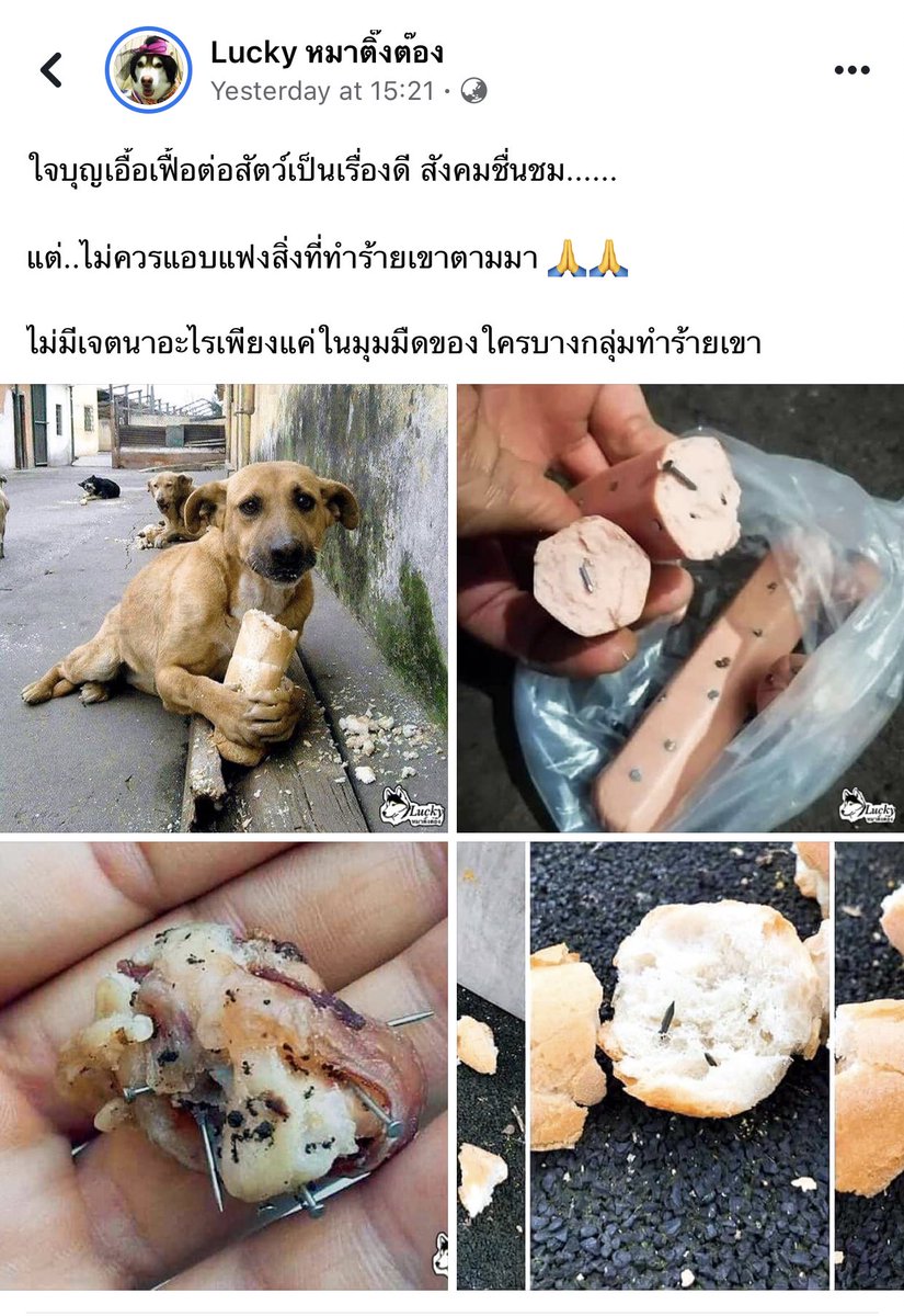 𝑺𝑼𝑹𝑰 𝑻𝑯𝑬 𝑮𝑹𝑬𝑨𝑻 tweet media