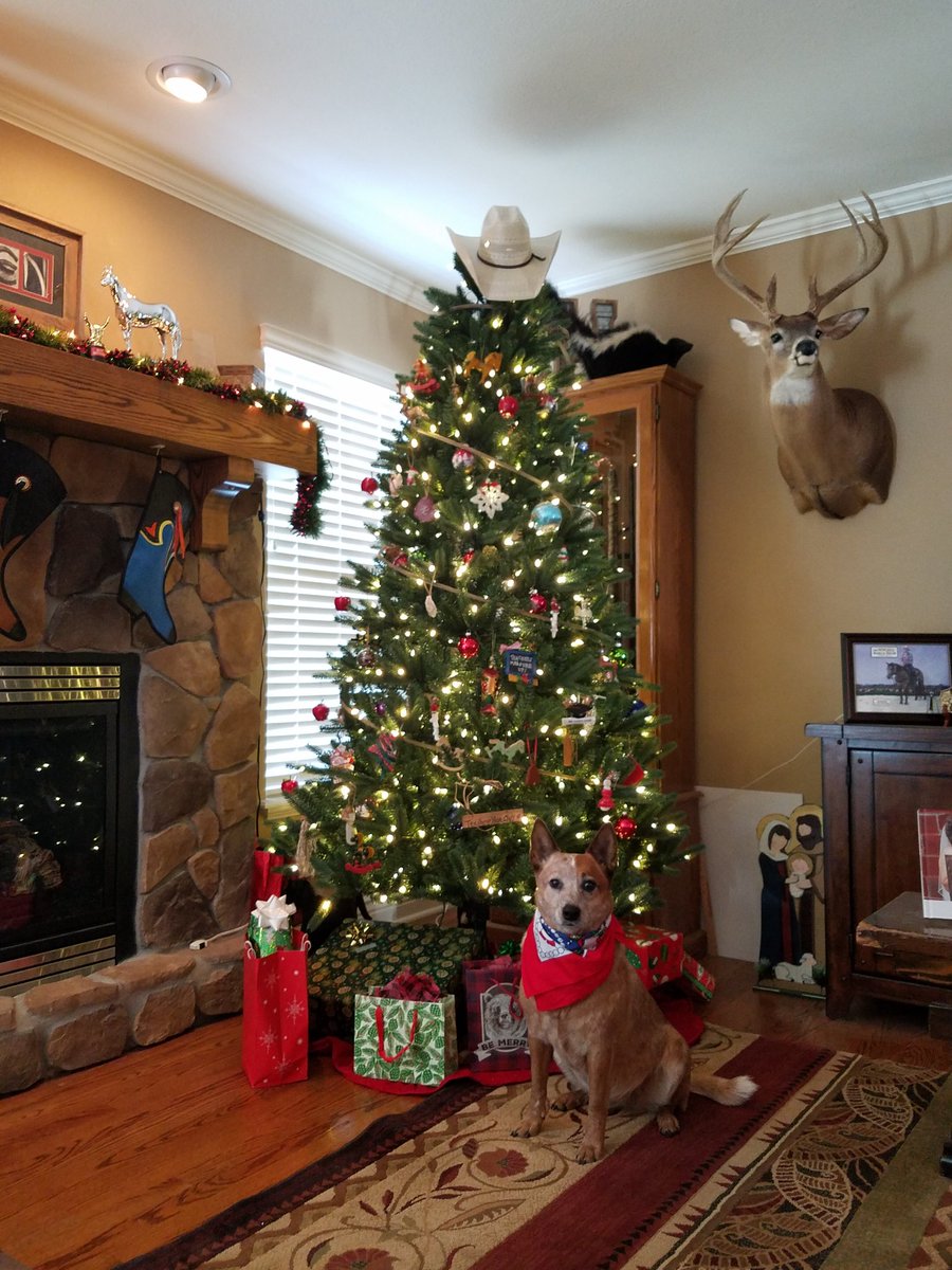 MrsMaryBH's tweet photo. My #fourleggedchildren humored me with holiday pictures! Can you tell which one was the least enthusiastic?!? #cricketsdunittoo #mamasgirl #littleroosterpoco #studcolt #chexmademeastar #oldtrusty #aqhaproud #pistolholsten #myredhead #theyholdmyheart https://t.co/x3sRbRgx6S